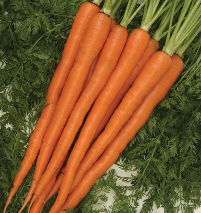 Carrot Interceptor