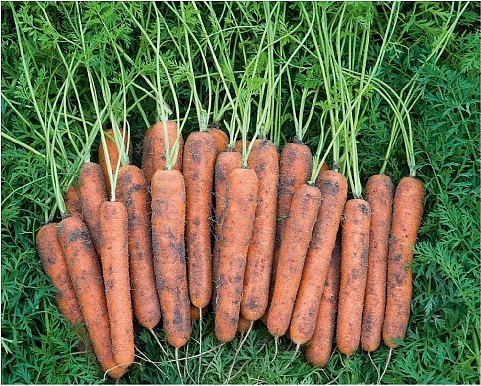 Carrot Niagara