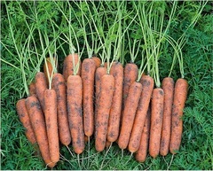 Carrot 'Niagara'