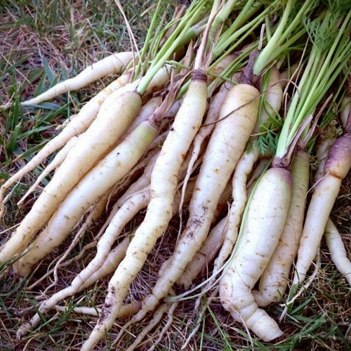 Carrot Lunar White