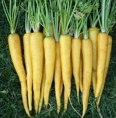 Carrot 'Solar Yellow'