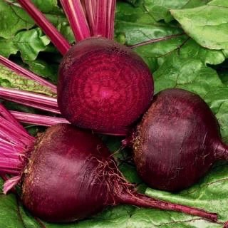 Beet Piatta DEgitto