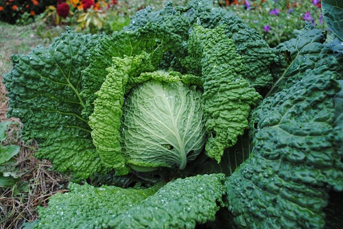 Cabbage, Savoy Perfection Savoy