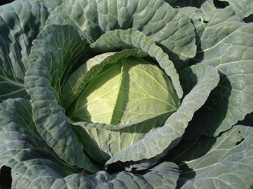 Cabbage Brunswick