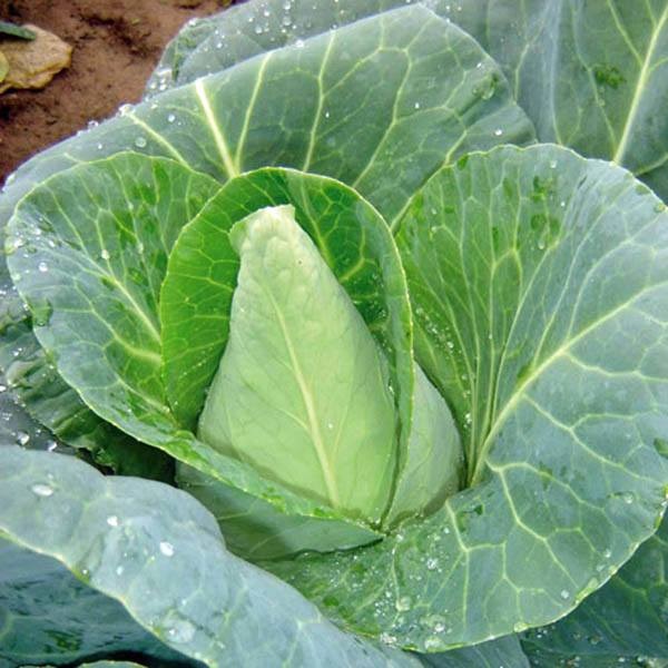Cabbage Cuor di Bue