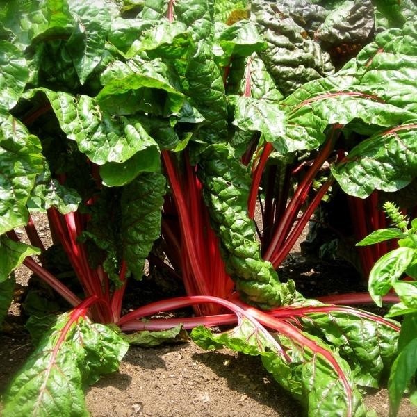 Swiss Chard Vulcan