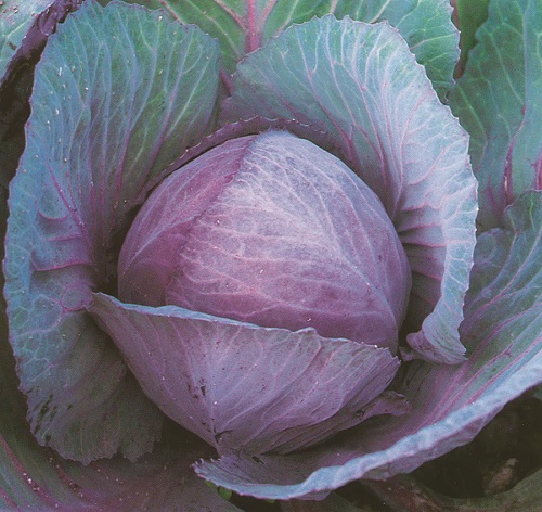 Cabbage, Red Langedijker Red