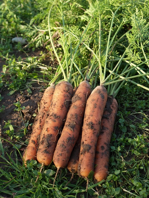 Carrot Berlicummer