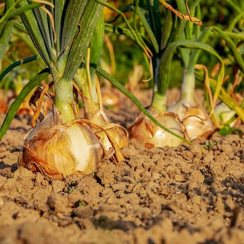 Allium, Garden Onion, Edible Onion, Spanish Onion Yellow Utah