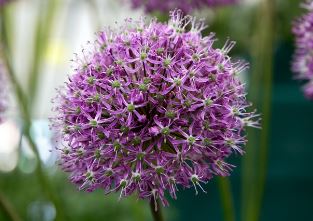 Allium, Ornamental Onion, Ornamental Allium Mars