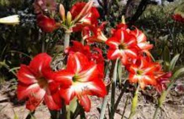 Amaryllis Christmas Star