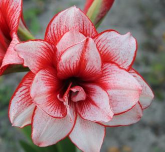 Amaryllis Joker