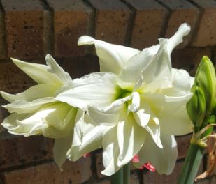 Amaryllis Snow White