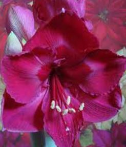 Amaryllis Honeymoon