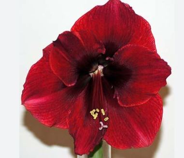 Amaryllis Basuto