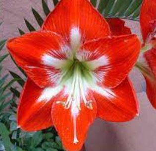 Amaryllis Cocktail