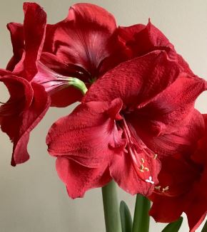 Amaryllis Merry Christmas