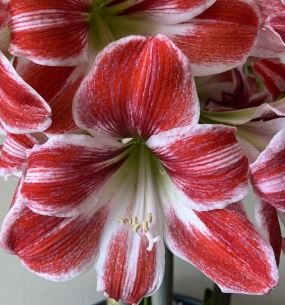 Amaryllis Razzle Dazzle