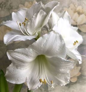 Amaryllis Wedding Dance