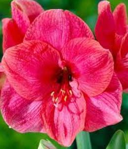 Amaryllis Bolero