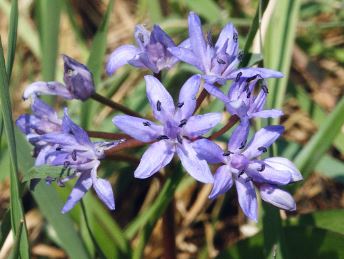 Scilla Species