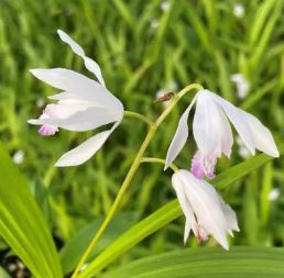 Orchid, Ground Orchid, Bletilla Kuchibeni