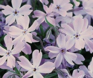 Phlox Blue Eye