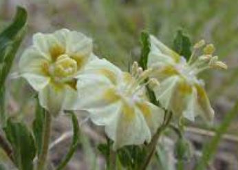Edwards Plateau Five Eyes