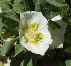 Chamaesaracha Species, Pale Five Eyes