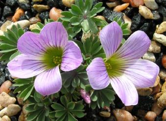 Oxalis, Wood Sorrel Beatrice Anderson