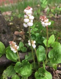 Common Wintergreen