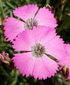 Dianthus Species, Peacock-eye Pinks