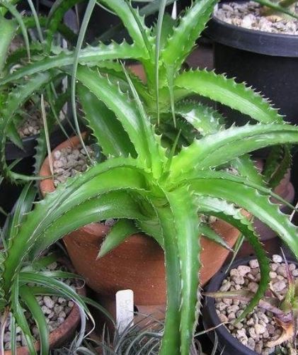 Thymus Species, Spanish Lemon Thyme