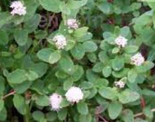 Spiraea Species, Alaska Spiraea, Beauverds Spiraea