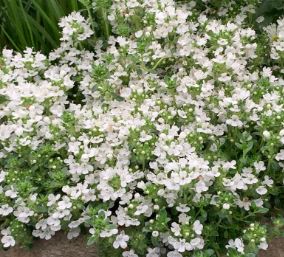 Creeping Thyme Snowdrift