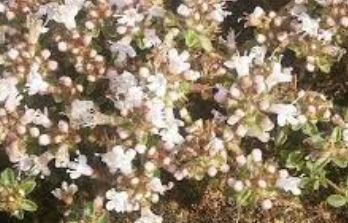 Creeping Thyme Vey
