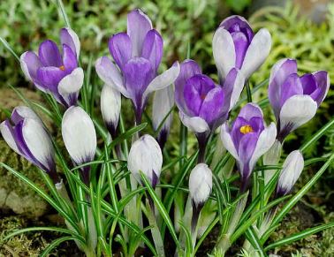 Giant Crocus Yalta