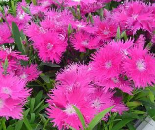 Dianthus, China Pinks Supra Purple