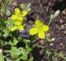 Physaria Species, Silver Bladderpod