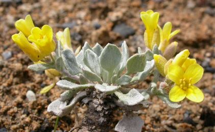Physaria Species, Engelmanns Bladderpod
