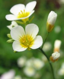 Physaria Species, White Bladderpod