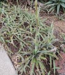 Agave Species, Silers Tuberose