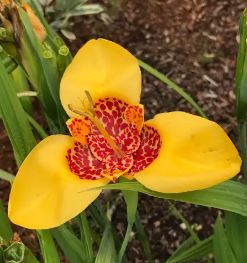 Tigridia Species, Peacock Flower, Tiger Flower, Tiger Iris