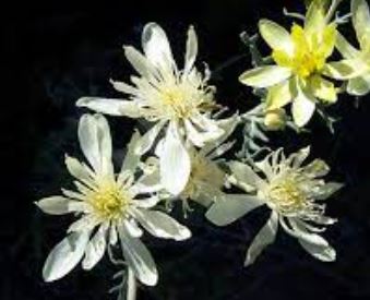 Mentzelia Species, Adonis Blazingstar, Blazing Star, Prairie Stickleaf