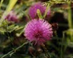 Mimosa Species, Black Mimosa, Puerto Rico Sensitive-Briar