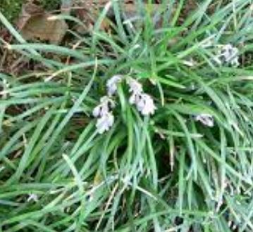 Ophiopogon, Dwarf Mondo Grass, Monkey Grass Pygmaeus