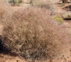 Muhlenbergia Species, Bush Muhly, Porters Muhly