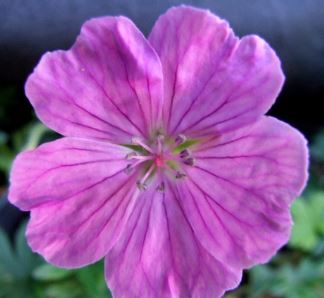 Geranium, Bloody Cranesbill, Hardy Geranium Glenluce
