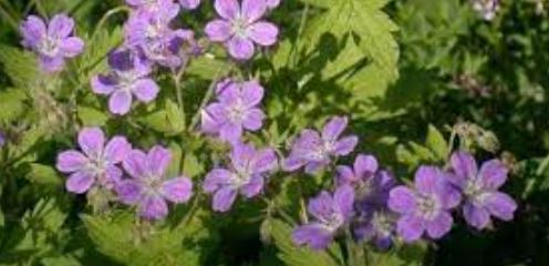 Geranium, Hardy Geranium, Wood Cranesbill, Woodland Geranium Bakers Pink
