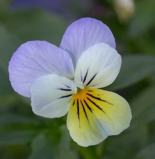 Viola, Horned Violet, Tufted Pansy Princess Cream